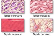 Figura 1. Representación esquemática de los tipos principales de tejido animal